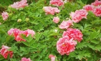 一起讀報(bào)-4月9日